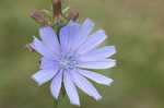 Chicory